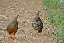 Francolin de Hildebrandt