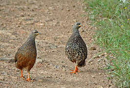 Hildebrandt's Spurfowl