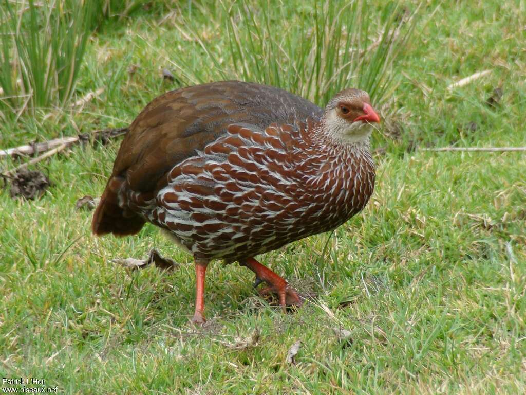 Jackson's Spurfowl, identification