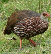 Francolin de Jackson