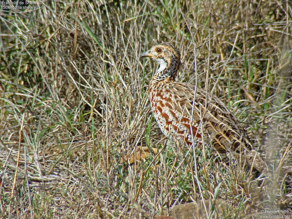 Francolin de Shelley