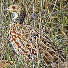 Francolin de Shelley