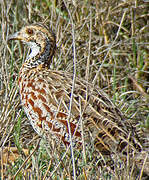 Francolin de Shelley