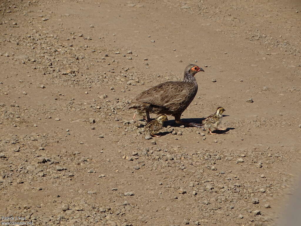 Swainson's Spurfowl, Reproduction-nesting