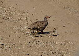 Swainson's Spurfowl