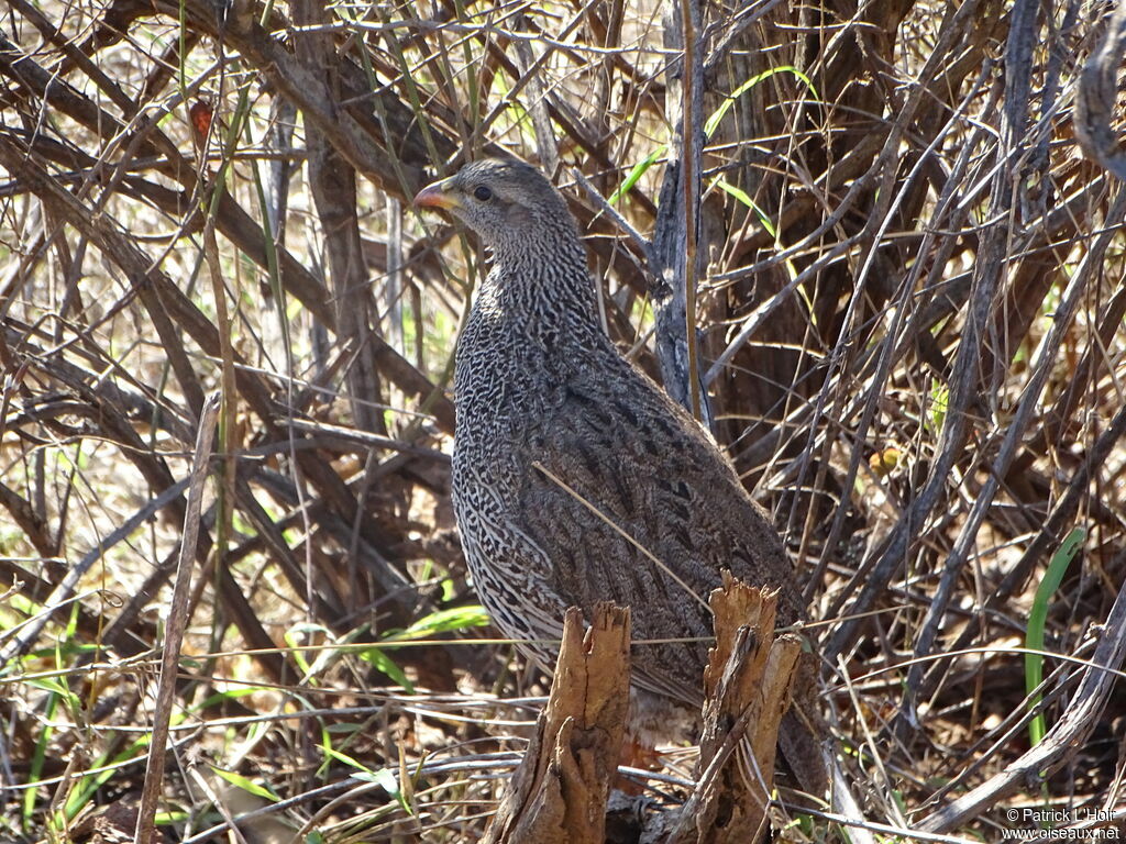 Francolin du Natal