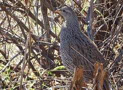 Francolin du Natal