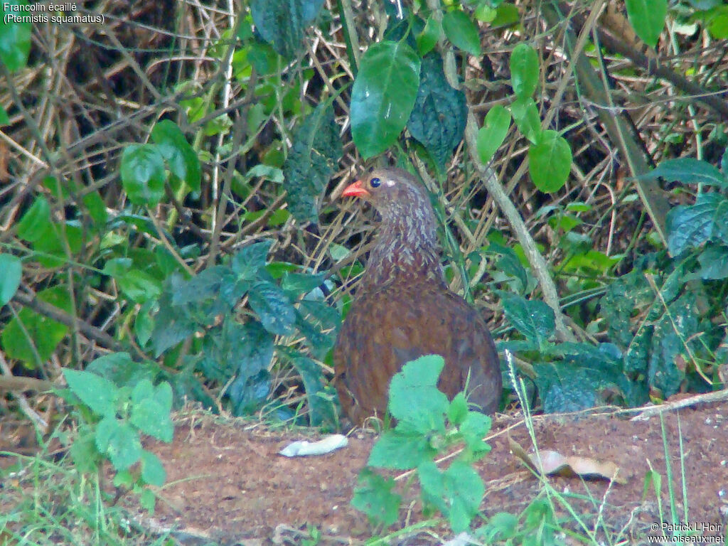 Francolin écaillé