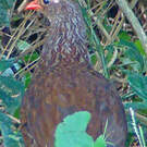 Francolin écaillé