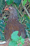 Scaly Spurfowl