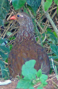 Francolin écaillé