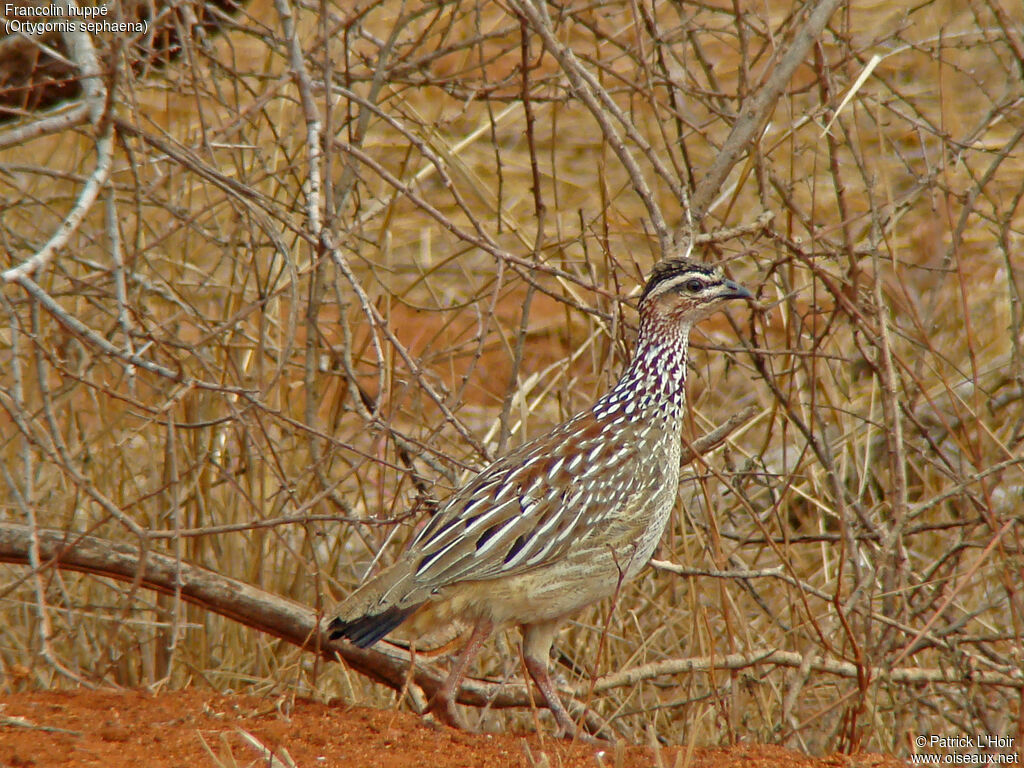 Francolin huppé