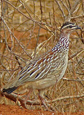 Francolin huppé