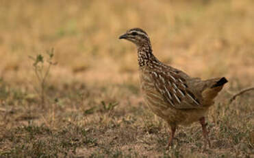 Francolin huppé