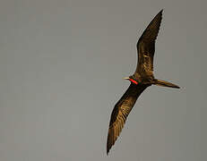 Magnificent Frigatebird