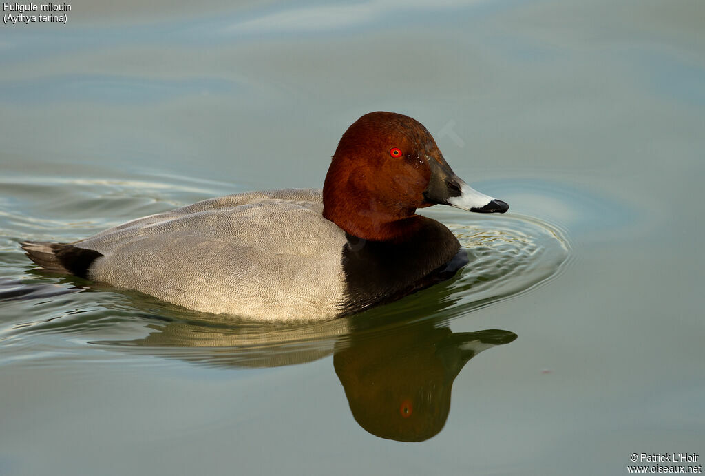 Common Pochard male adult post breeding