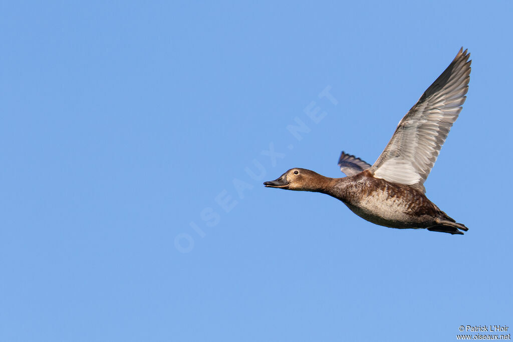 Common Pochard