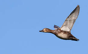 Common Pochard