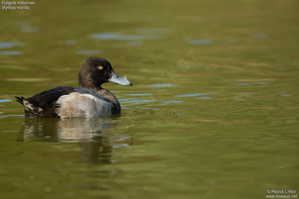 Greater Scaup male adult