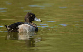 Greater Scaup