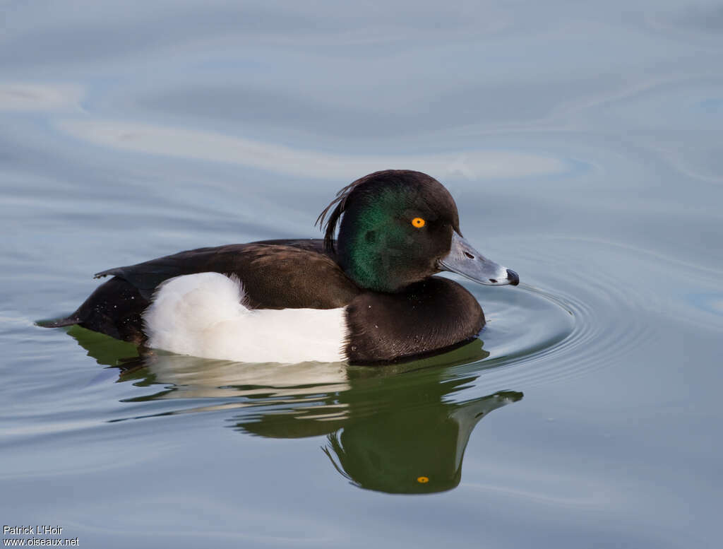 Tufted Duck male adult breeding, identification