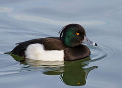 Tufted Duck