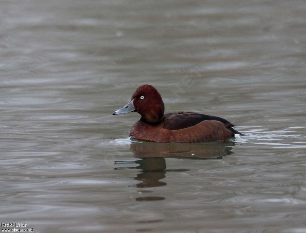 Ferruginous Duck male adult breeding, identification