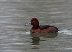 Ferruginous Duck