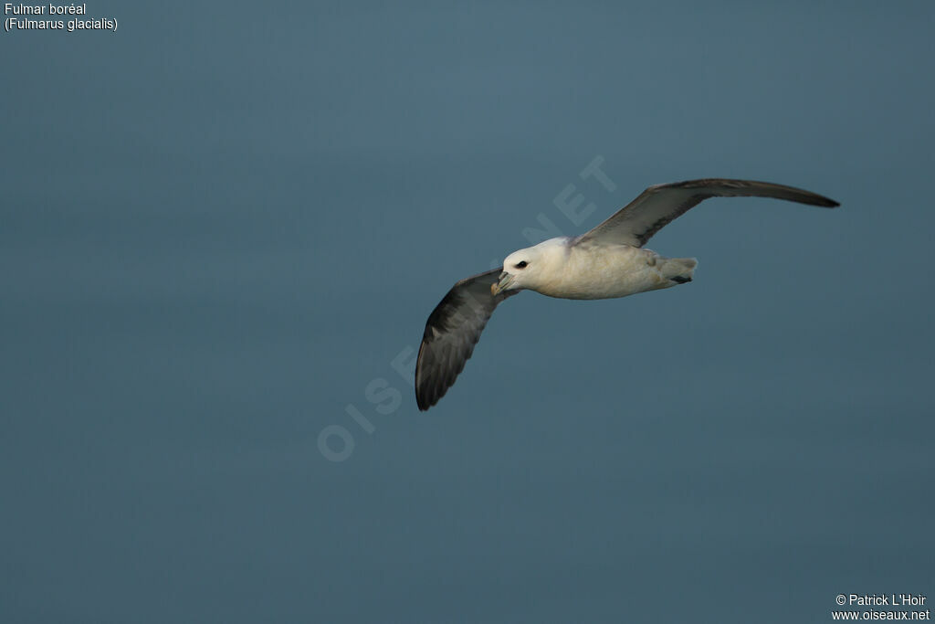 Fulmar boréal, Vol