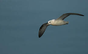 Northern Fulmar