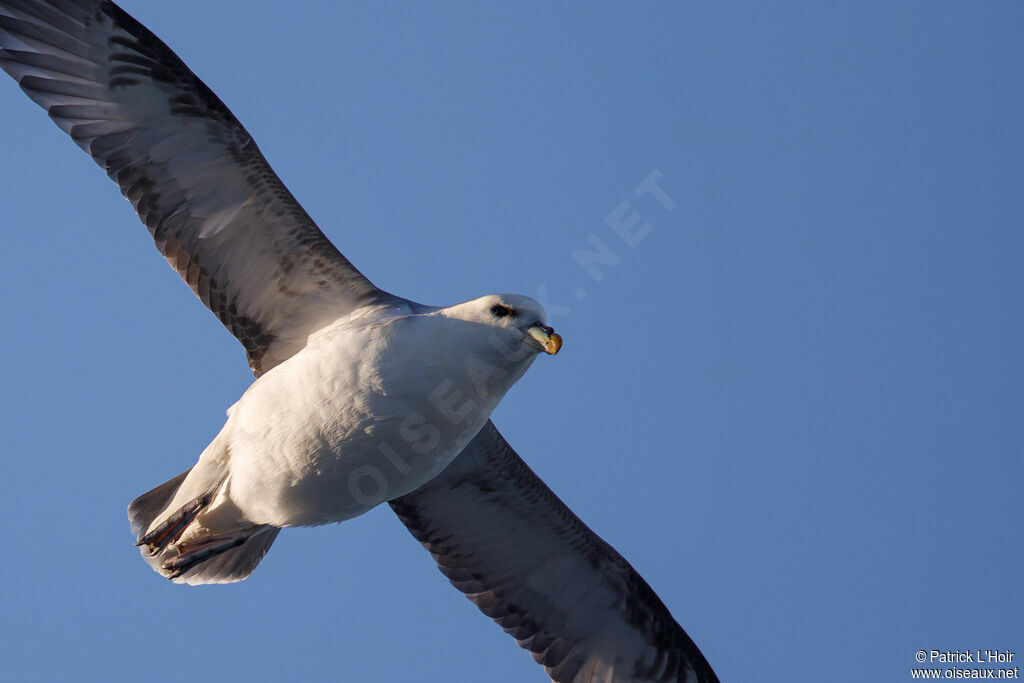 Fulmar boréal