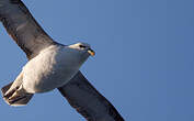 Fulmar boréal