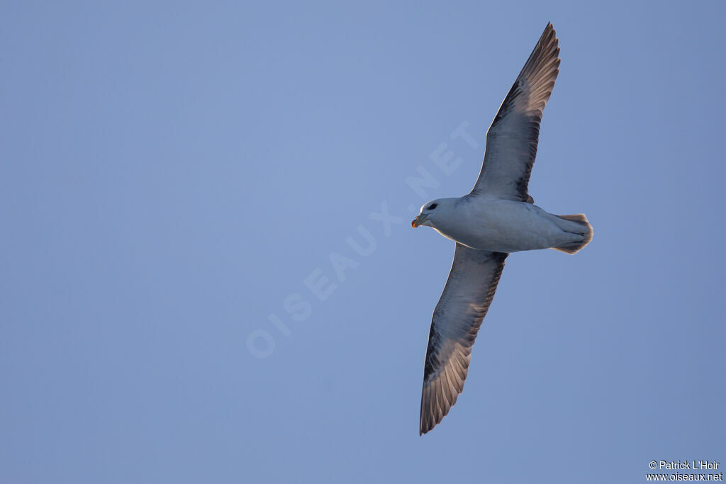 Fulmar boréal