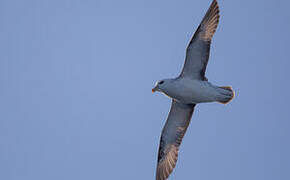 Fulmar boréal