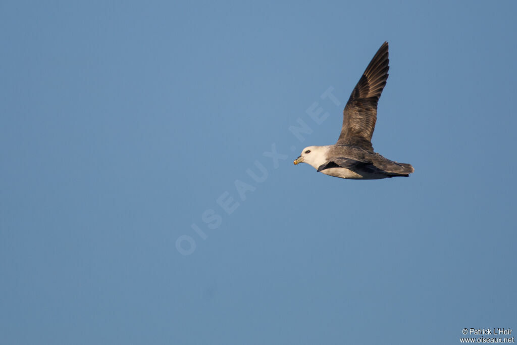 Fulmar boréal