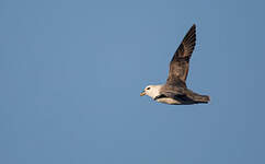 Fulmar boréal