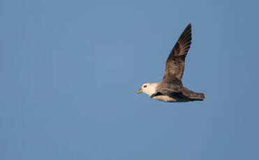 Fulmar boréal