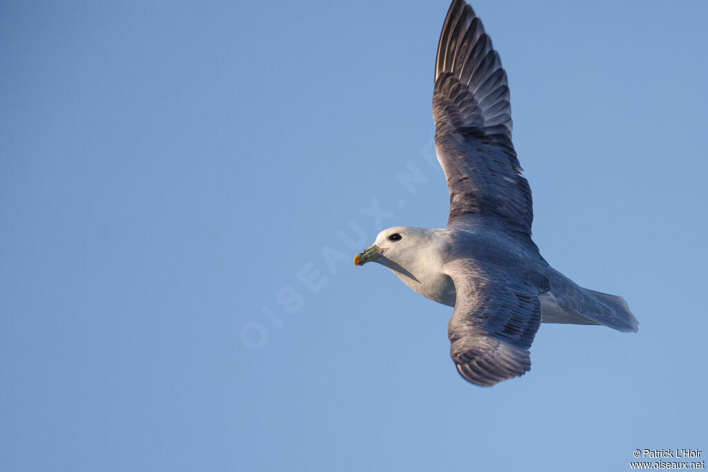 Northern Fulmar