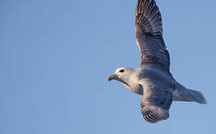 Fulmar boréal