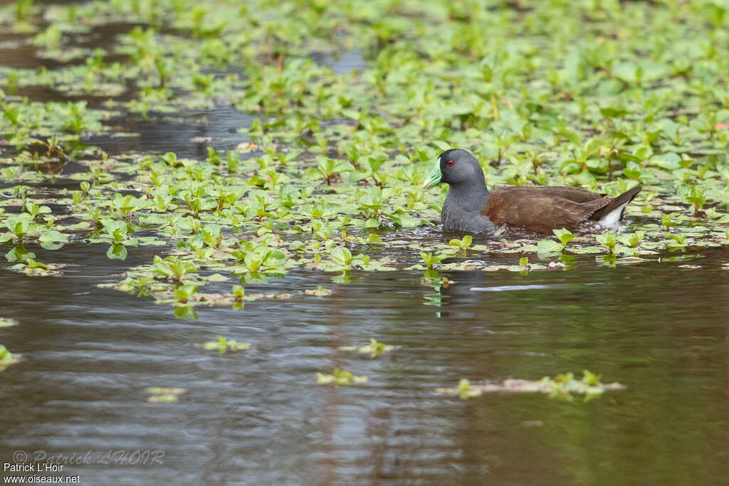 Gallinule à face noireadulte, nage