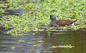 Gallinule à face noire