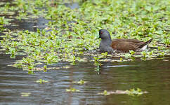 Gallinule à face noire