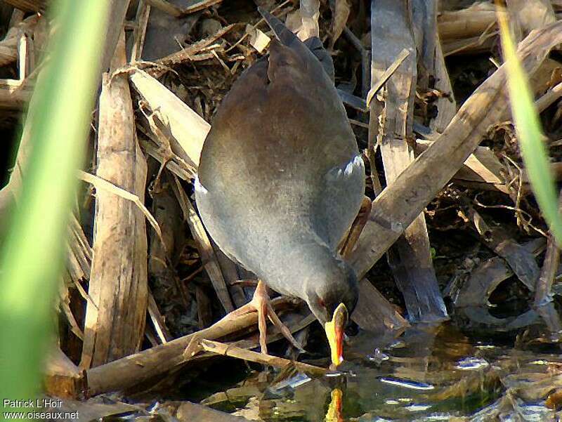 Lesser Moorhenadult, habitat, pigmentation, feeding habits