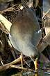 Gallinule africaine