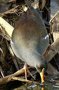 Lesser Moorhen