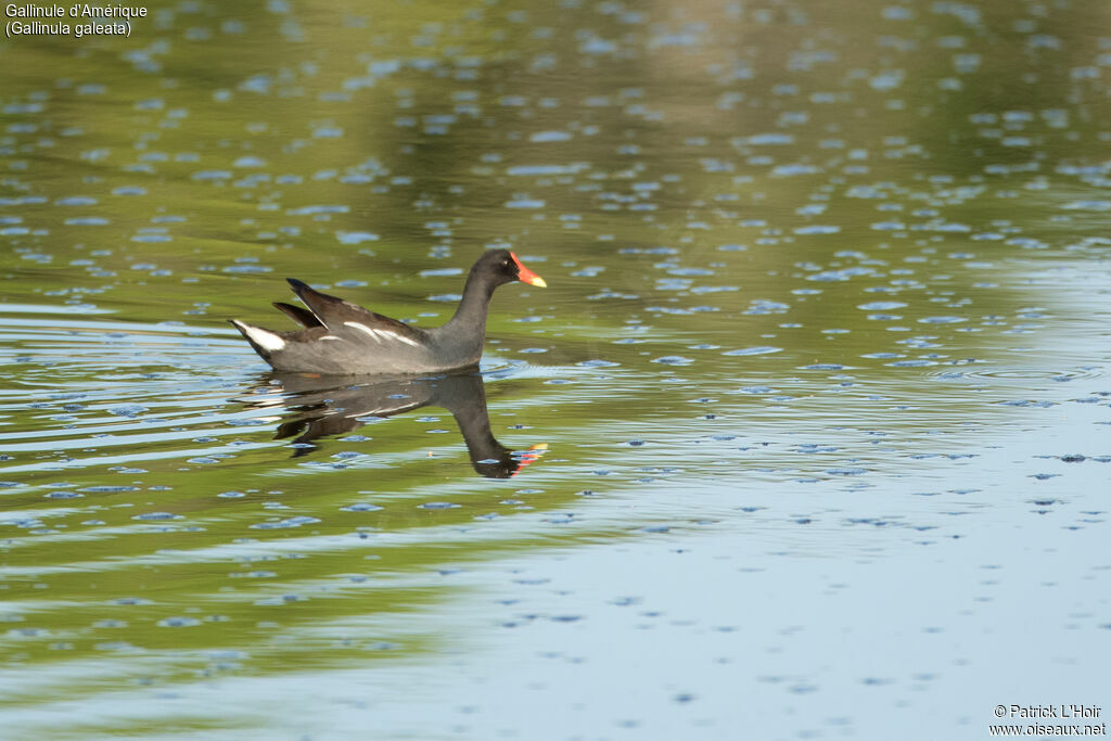 Gallinule d'Amérique