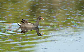 Gallinule d'Amérique