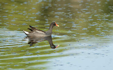 Gallinule d'Amérique