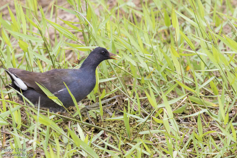 Common GallinuleSecond year, identification