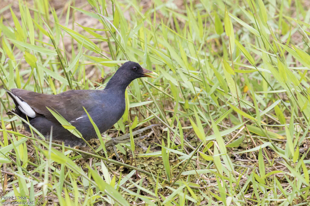 Gallinule d'Amérique2ème année, identification